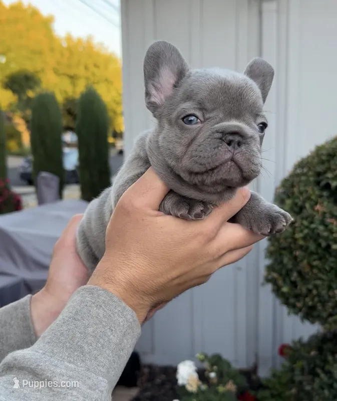 Princess – French Bulldog puppy for sale in Concord, CA