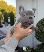 Princess, a female French Bulldog for sale in Concord, CA – 1 of 5