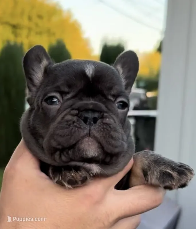 Brownie – French Bulldog puppy for sale in Concord, CA
