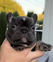 Brownie, a female French Bulldog for sale in Concord, CA – 1 of 4