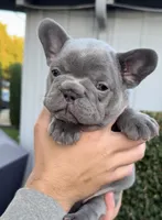 Princess, a female French Bulldog for sale in Concord, CA – 4 of 5