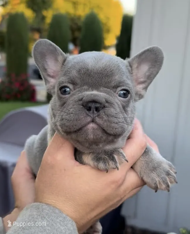 Lylah – French Bulldog puppy for sale in Concord, CA