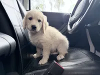 Brooklyn of Avalon - ESA certified male (75% @TPO tests), a male Golden Retriever for sale in Hawthorne, FL – Photo 6 of 8