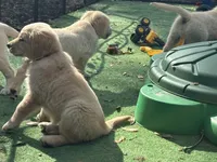 Brooklyn of Avalon - ESA certified male (75% @TPO tests), a male Golden Retriever for sale in Hawthorne, FL – Photo 1 of 8