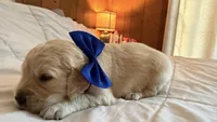 Bruno of Avalon - purebred golden retriever male puppy, a  Golden Retriever for sale in Hawthorne, FL – 3 of 10