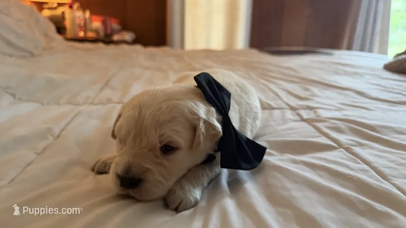 Billy of Avalon - purebred golden retriever male puppy – Golden Retriever puppy for sale in Hawthorne, FL