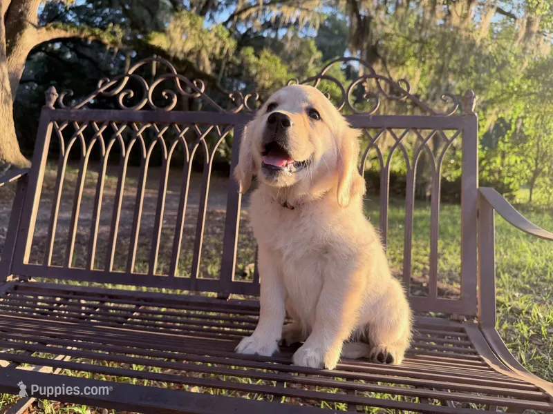 Beauty OF AVALON - READY to go in 5 days! – Golden Retriever puppy for sale in Hawthorne, FL