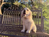 Beauty OF AVALON - READY togo now!, a female Golden Retriever for sale in Hawthorne, FL – 1 of 10