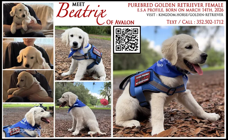 Beatrix of Avalon very feminine purebred Golden female ESA prospect – Golden Retriever puppy for sale in Hawthorne, FL