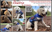 Beatrix of Avalon very feminine purebred Golden female ESA prospect, a female Golden Retriever for sale in Hawthorne, FL – 1 of 4