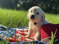 BLITZ of Avalon , a male Golden Retriever for sale in Hawthorne, FL – 2 of 7