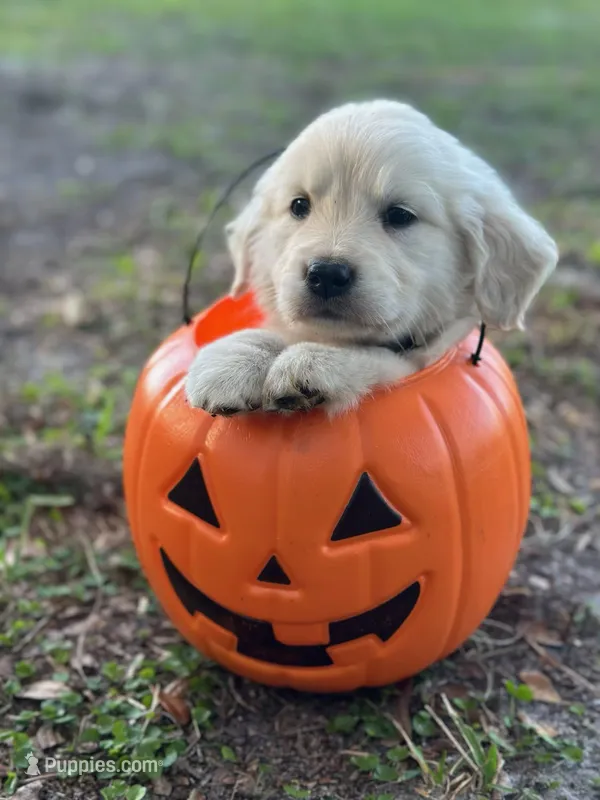 BLITZ of Avalon  – Golden Retriever puppy for sale in Hawthorne, FL