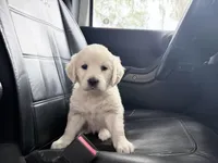 BEATRIX OF AVALON - READY SOON, a female Golden Retriever for sale in Hawthorne, FL – Photo 5 of 10