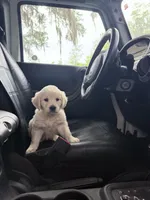 BEATRIX OF AVALON - READY SOON, a female Golden Retriever for sale in Hawthorne, FL – Photo 4 of 10