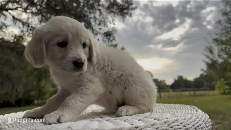 BEATRIX OF AVALON - READY SOON – Golden Retriever puppy for sale in Hawthorne, FL