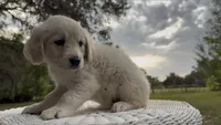 BEATRIX OF AVALON - READY SOON, a female Golden Retriever for sale in Hawthorne, FL – Photo 1 of 10