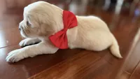 BEYONCE of Avalon  - purebred Golden retriever female puppy, a female Golden Retriever for sale in Hawthorne, FL – 2 of 10