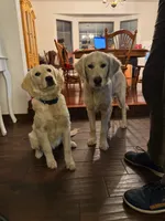 Akela of Avalon, a male Golden Retriever for sale in Hawthorne, FL – 7 of 10