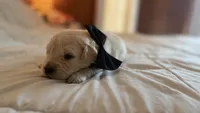 BERKELEY of Avalon - Golden retriever male puppy ready in 7 weeks!, a male Golden Retriever for sale in Hawthorne, FL – 2 of 9