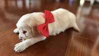 BEYONCE of Avalon  - purebred Golden retriever female puppy, a female Golden Retriever for sale in Hawthorne, FL – 5 of 10