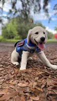 Beatrix of Avalon very feminine purebred Golden female ESA prospect, a female Golden Retriever for sale in Hawthorne, FL – 4 of 4
