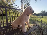 Brooklyn of Avalon, talented boy for agility & service dog prospect, a male Golden Retriever for sale in Hawthorne, FL – 2 of 10