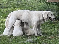 Poucette ESA Golden Retriever fermale OFA certified +DNA profile 3990$, a female Golden Retriever for sale in Hawthorne, FL – 6 of 9