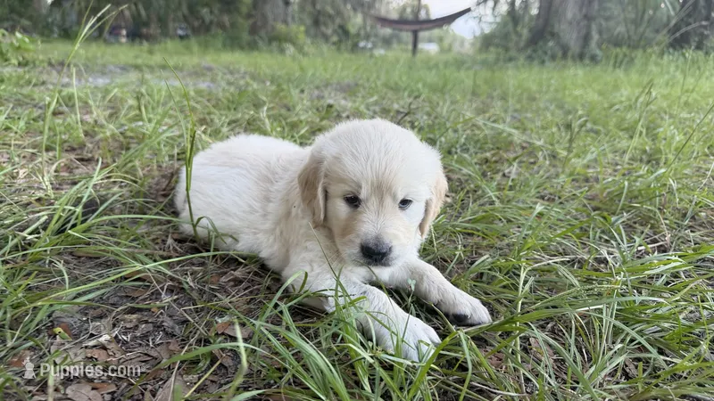 Bamboo of Avalon  – Golden Retriever puppy for sale in Hawthorne, FL