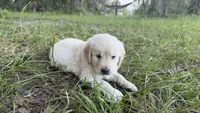 Bamboo of Avalon , a male Golden Retriever for sale in Hawthorne, FL – 1 of 9