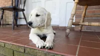 Bonzai of Avalon - smart Golden Retriever female (agility assistance), a female Golden Retriever for sale in Hawthorne, FL – 4 of 6