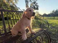 Brooklyn of Avalon, talented boy for agility & service dog prospect, a male Golden Retriever for sale in Hawthorne, FL – 7 of 10