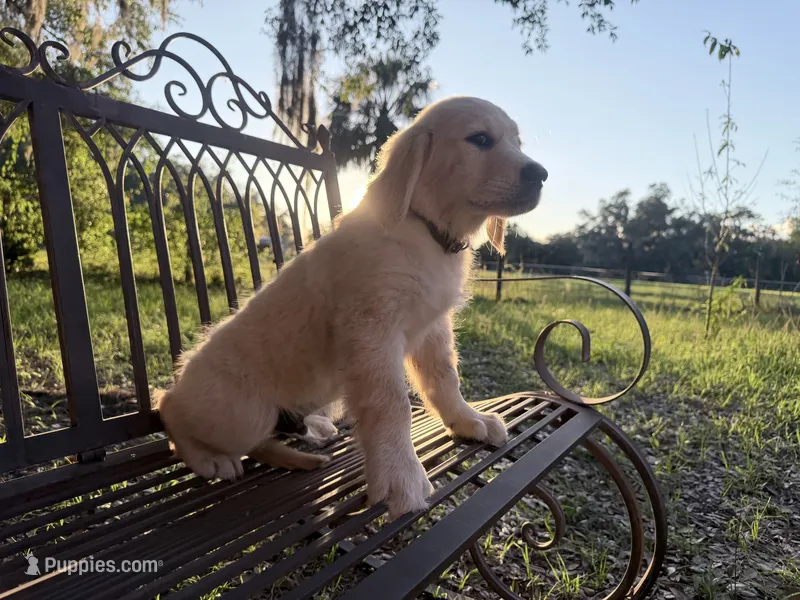 Brooklyn of Avalon - ESA certified male (75% @TPO tests) – Golden Retriever puppy for sale in Hawthorne, FL