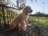 Brooklyn of Avalon (75% @TPO tests), a male Golden Retriever for sale in Hawthorne, FL – 1 of 10