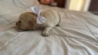BETTY BOOP of Avalon - Golden retriever female puppy ready in 7 weeks!, a female Golden Retriever for sale in Hawthorne, FL – 8 of 10