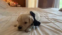BERKELEY of Avalon - Golden retriever male puppy ready in 7 weeks!, a male Golden Retriever for sale in Hawthorne, FL – 3 of 9