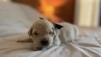 BERKELEY of Avalon - Golden retriever male puppy ready in 7 weeks!, a male Golden Retriever for sale in Hawthorne, FL – 5 of 9
