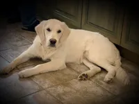 Poucette ESA Golden Retriever fermale OFA certified +DNA profile 3990$, a female Golden Retriever for sale in Hawthorne, FL – 3 of 9