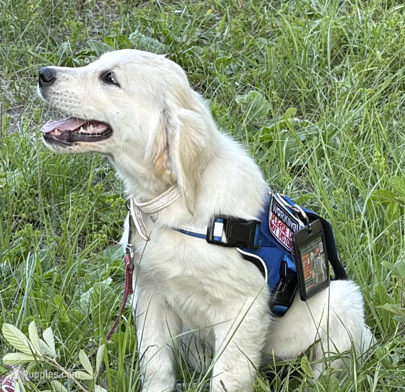BONZAI of Avalon - Girl for Service + esa (83% @TPO tests) – Golden Retriever puppy for sale in Hawthorne, FL