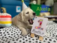 Rare! SERVICE DOG (pure golden) with Ihis D - Akela, a male Golden Retriever for sale in Hawthorne, FL – 10 of 10