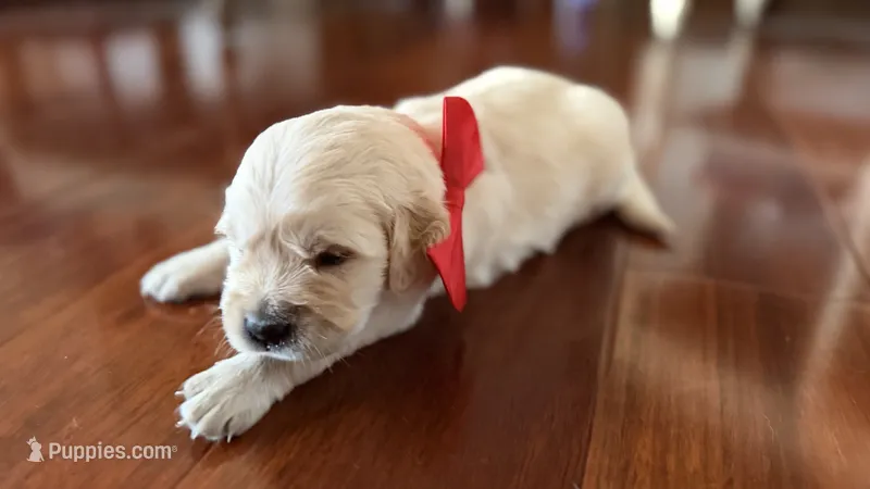 BEYONCE of Avalon  - purebred Golden retriever female puppy – Golden Retriever puppy for sale in Hawthorne, FL