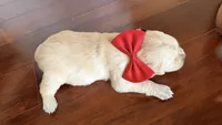 BEYONCE of Avalon  - purebred Golden retriever female puppy, a female Golden Retriever for sale in Hawthorne, FL – 8 of 10