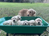 Anya of Avalon - purebred female golden retriever with DNA profile, a female Golden Retriever for sale in Hawthorne, FL – 4 of 10