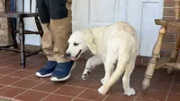 Bonzai of Avalon - smart Golden Retriever female (agility assistance), a female Golden Retriever for sale in Hawthorne, FL – 3 of 6