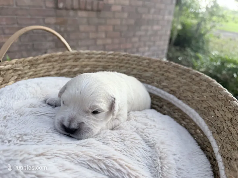 Brittani  - Golden retriever female puppy ready in 7 weeks! – Golden Retriever puppy for sale in Hawthorne, FL