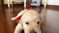 BEYONCE of Avalon  - purebred Golden retriever female puppy, a female Golden Retriever for sale in Hawthorne, FL – 4 of 10