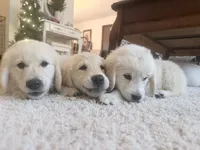 Barbie of Avalon - ESA + Service dog prospect (80% on 12 TPO tests), a female Golden Retriever for sale in Hawthorne, FL – 2 of 10