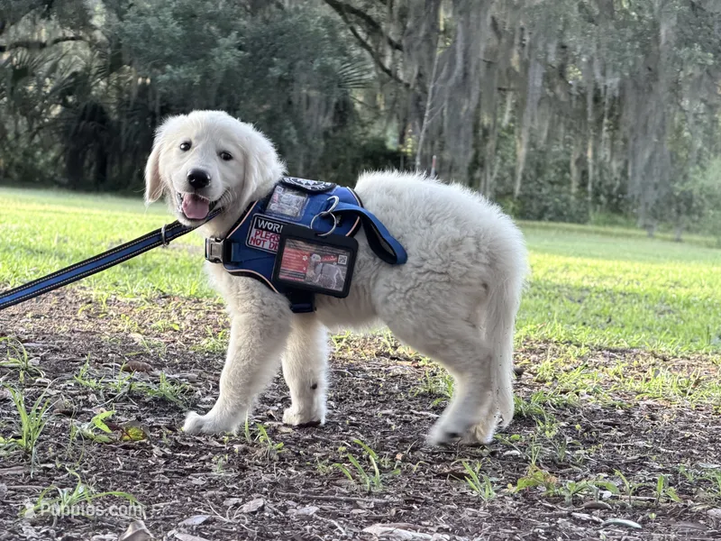 BLITZ of Avalon  – Golden Retriever puppy for sale in Hawthorne, FL