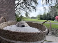 Bamboo - Golden retriever male puppy ready in 7 weeks!, a male Golden Retriever for sale in Hawthorne, FL – 2 of 7