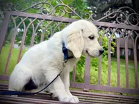 Beatrix of Avalon , a female Golden Retriever for sale in Hawthorne, FL – 2 of 10