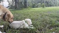 Bamboo of Avalon , a male Golden Retriever for sale in Hawthorne, FL – 8 of 9